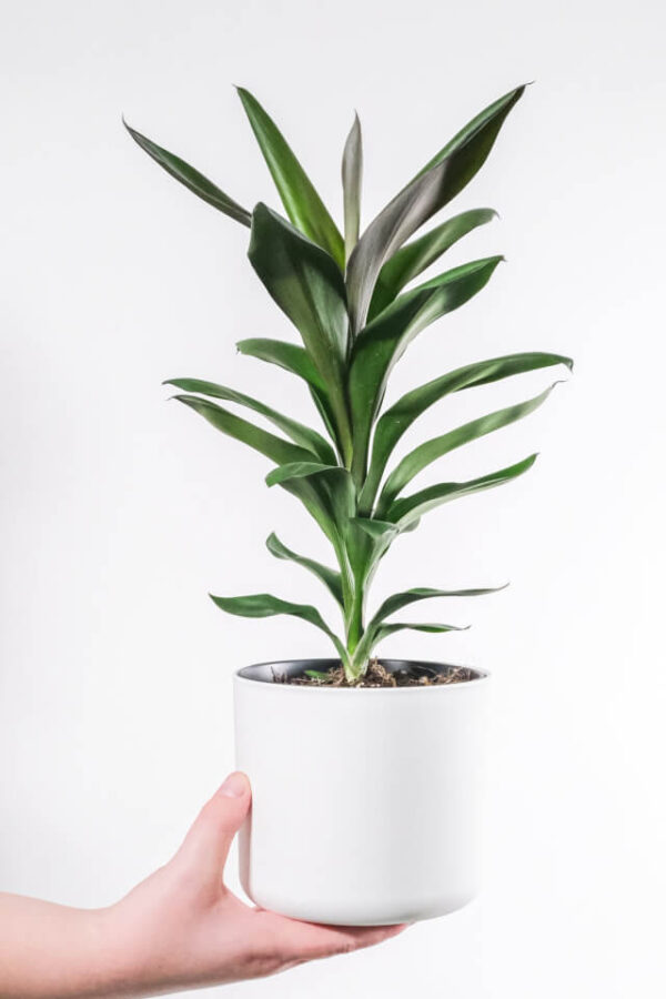 Dracaena Lisa